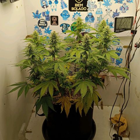 Tropicana Punch growlog timeline photo