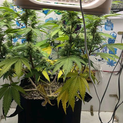 Tropicana Punch growlog photo: Folhas inferiores amarelando