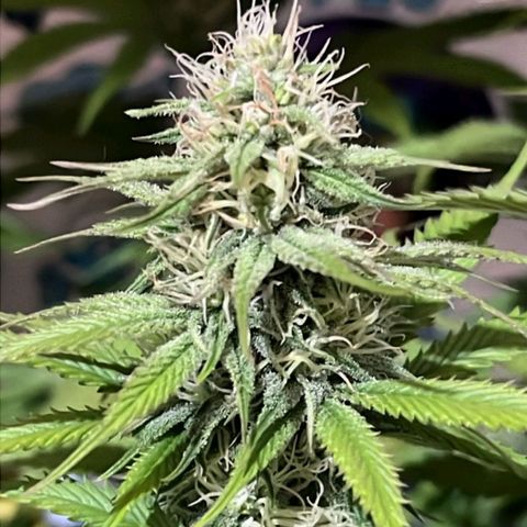 Tropicana Punch growlog timeline photo