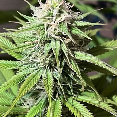 Tropicana Punch growlog timeline photo