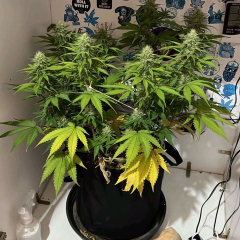 Tropicana Punch growlog timeline photo