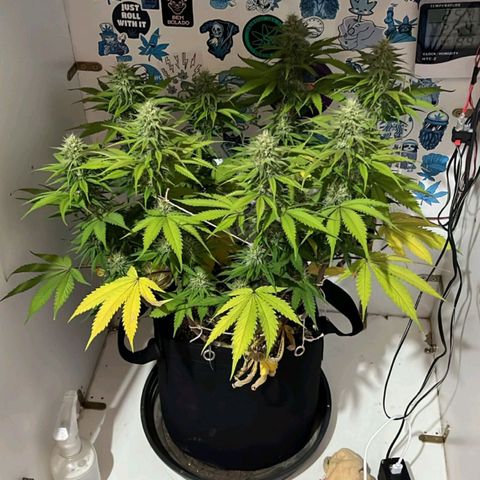 Tropicana Punch growlog timeline photo