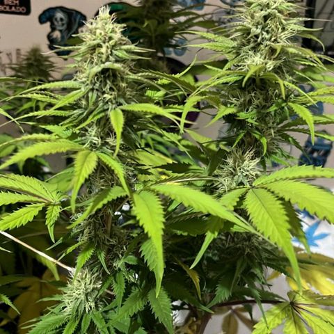 Tropicana Punch growlog timeline photo