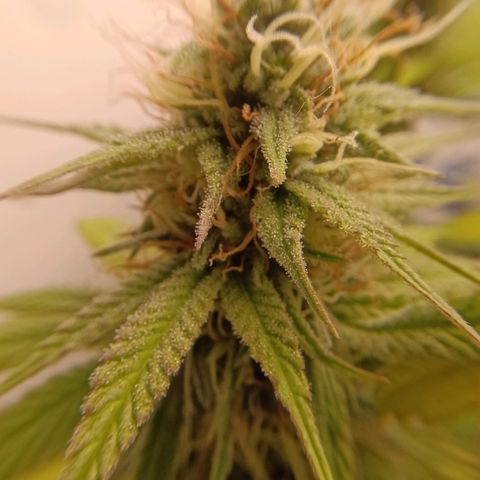 Tropicana Punch growlog timeline photo