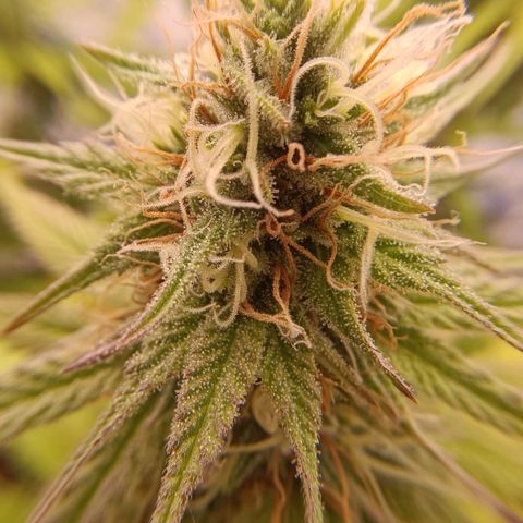 Tropicana Punch growlog timeline photo
