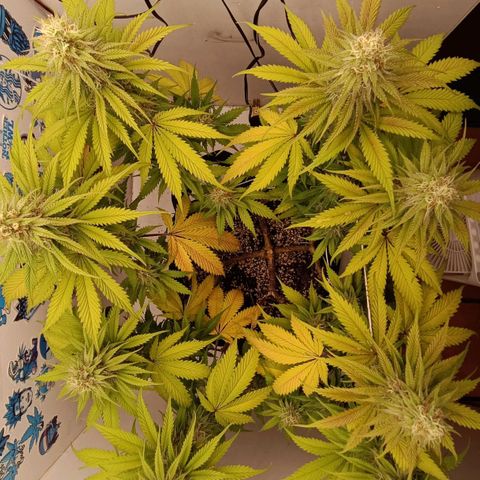 Tropicana Punch growlog timeline photo