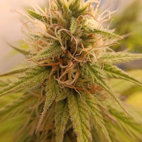 Tropicana Punch growlog timeline photo