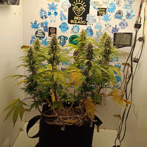 Tropicana Punch growlog timeline photo