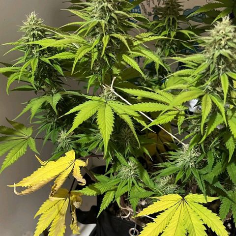 Tropicana Punch growlog timeline photo