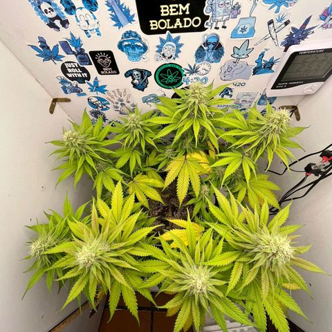 Tropicana Punch growlog timeline photo