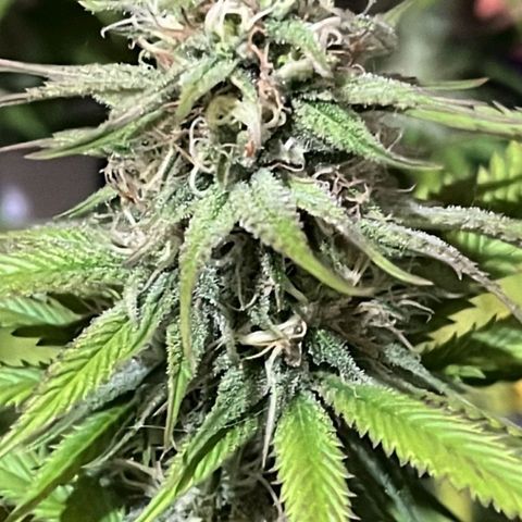 Tropicana Punch growlog timeline photo