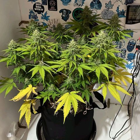 Tropicana Punch growlog timeline photo