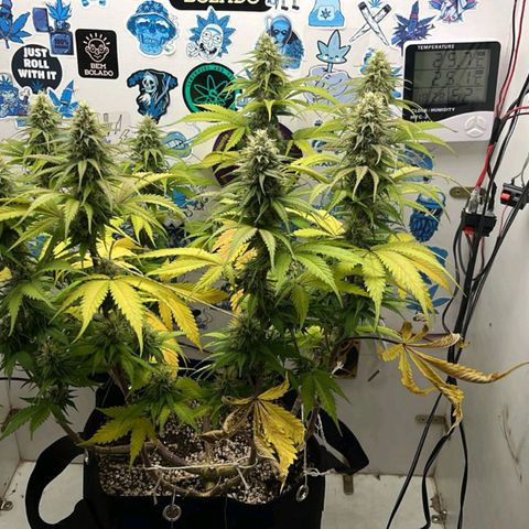 Tropicana Punch growlog timeline photo