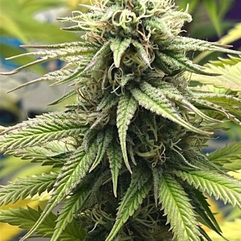 Tropicana Punch growlog timeline photo