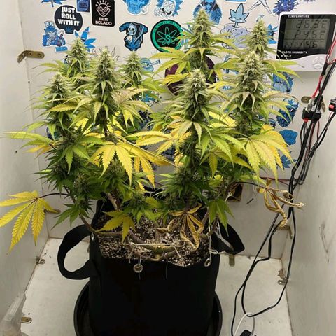 Tropicana Punch growlog timeline photo