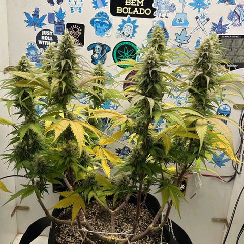Tropicana Punch growlog timeline photo