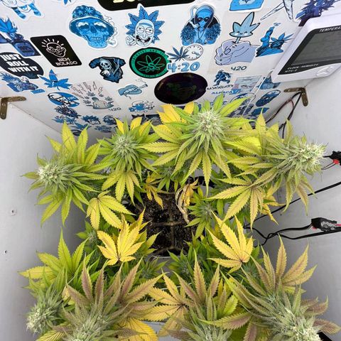 Tropicana Punch growlog timeline photo