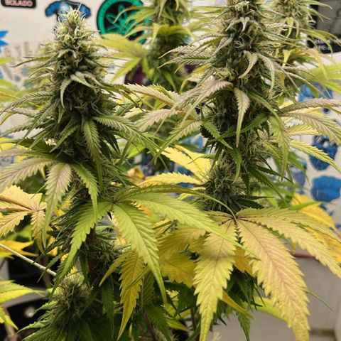 Tropicana Punch growlog timeline photo