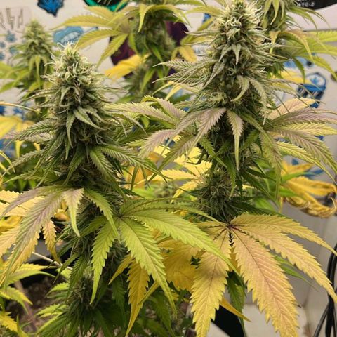 Tropicana Punch growlog timeline photo