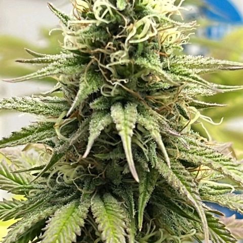 Tropicana Punch growlog timeline photo