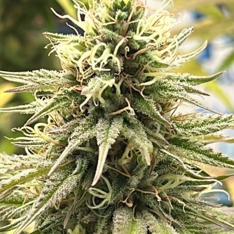 Tropicana Punch growlog timeline photo