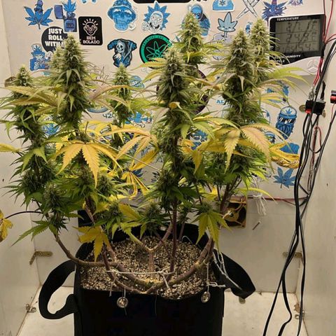 Tropicana Punch growlog timeline photo