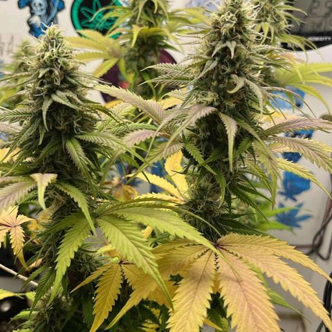 Tropicana Punch growlog timeline photo