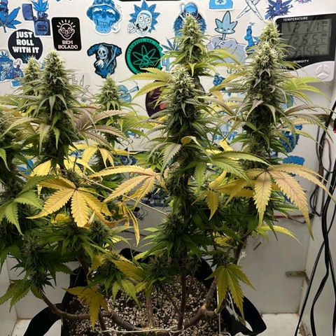 Tropicana Punch growlog timeline photo