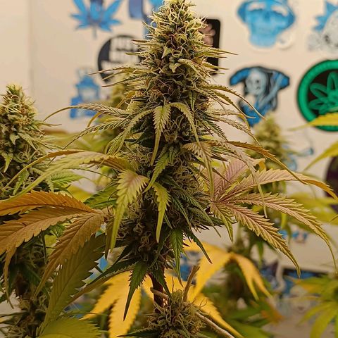 Tropicana Punch growlog timeline photo
