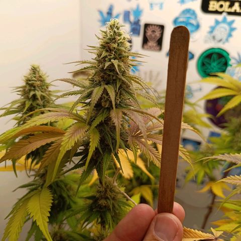 Tropicana Punch growlog timeline photo