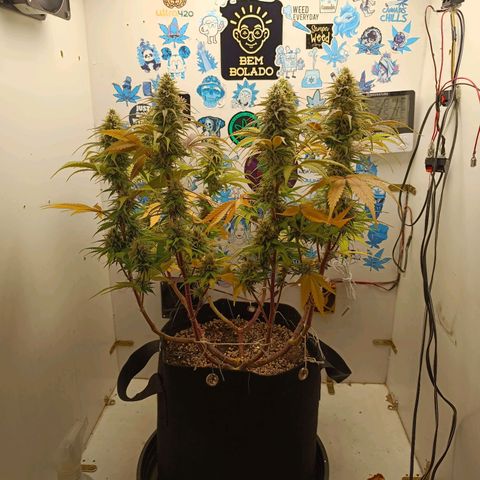 Tropicana Punch growlog timeline photo