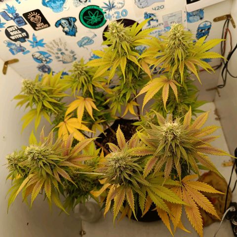 Tropicana Punch growlog timeline photo