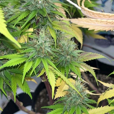 Tropicana Punch growlog timeline photo