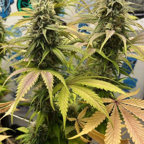 Tropicana Punch growlog timeline photo