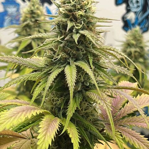 Tropicana Punch growlog timeline photo