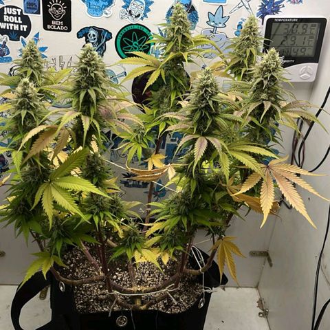 Tropicana Punch growlog timeline photo