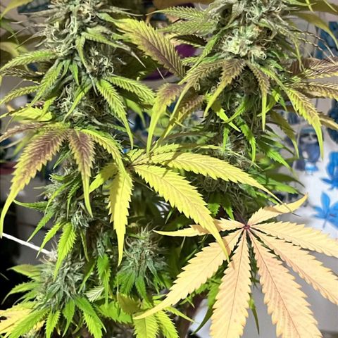 Tropicana Punch growlog timeline photo