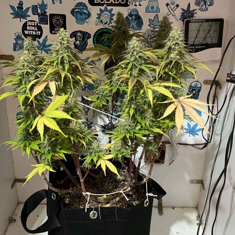 Tropicana Punch growlog timeline photo