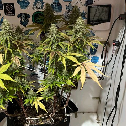 Tropicana Punch growlog timeline photo