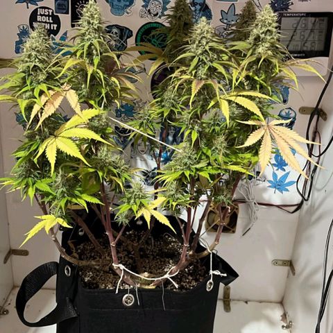 Tropicana Punch growlog timeline photo