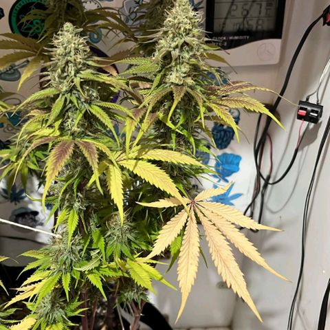 Tropicana Punch growlog timeline photo