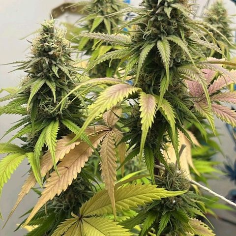 Tropicana Punch growlog timeline photo