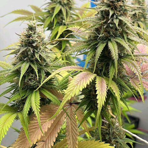 Tropicana Punch growlog timeline photo