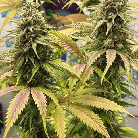 Tropicana Punch growlog timeline photo