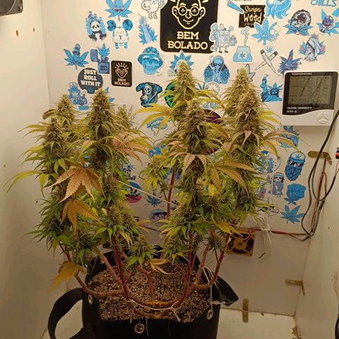 Tropicana Punch growlog timeline photo