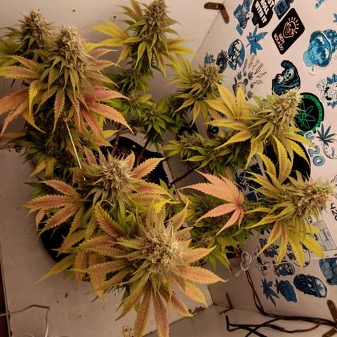 Tropicana Punch growlog timeline photo