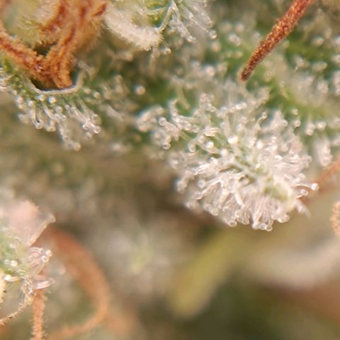 Tropicana Punch growlog timeline photo