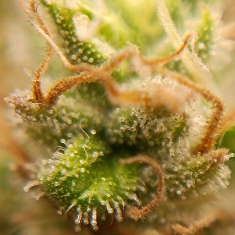 Tropicana Punch growlog timeline photo