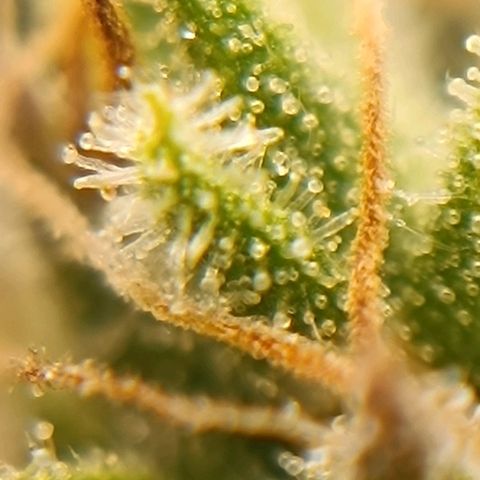 Tropicana Punch growlog timeline photo