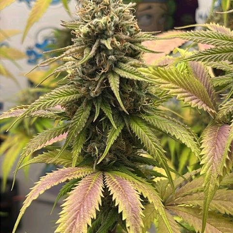 Tropicana Punch growlog timeline photo